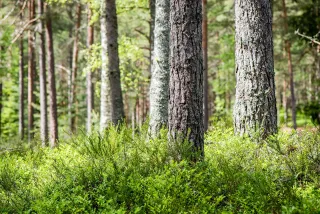 Domki z tarasem z widokiem na las